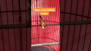 Download lagu sogon isian belalang tempur #sogon #sogokontonggacordor  #kicaumania #burungkicau #sogonngobra mp3 Download lagu sogon isian belalang tempur #sogon #sogokontonggacordor  #kicaumania #burungkicau #sogonngobra mp3