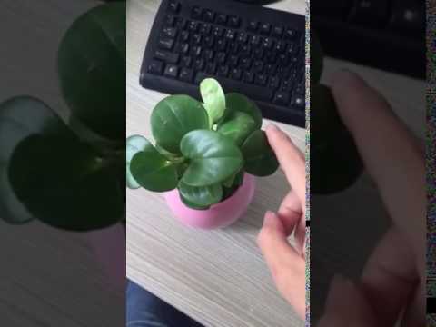 Smart flower pot mini  plant and play musical tone  1