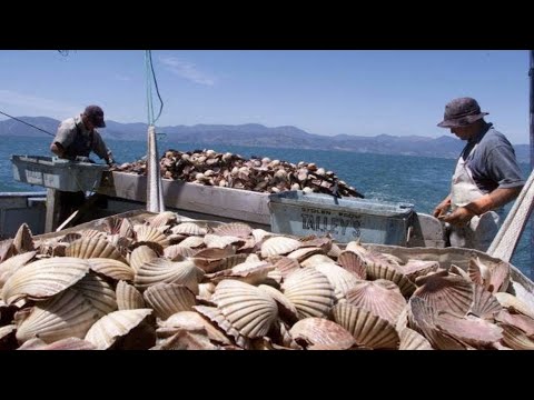 See How Fishermen Catch Hundreds Tons Scallops On The Sea - Amazing Catching Processing Scallops.