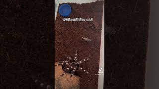 Attack #tarantula #cricket #finished 🕷️ feeding my Brazilian white knee, she’s awesome