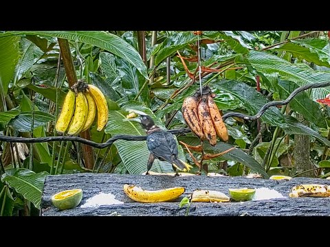 Oropendola Displaced By A Hungry Red-tailed Squirrel On The Panama Fruit Feeder – Sept. 9, 2021