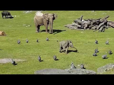 Die 50 niedlichsten Tiergeschichten Vorschau für den 20.07.2021 (RTL)