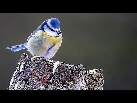 How British Wildlife Copes With The Cold | Wildlife v Weather | Robert E Fuller