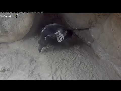 Energetic California Condor Chick Takes A Lap Around Nesting Cave – Aug. 18, 2021