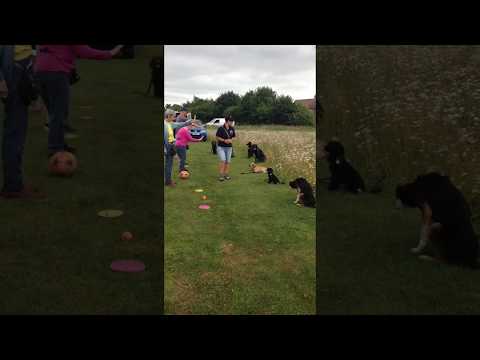 Enve Canine Services video.