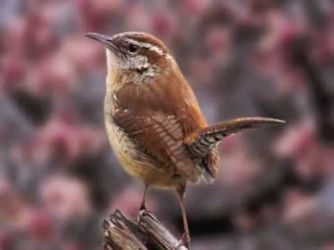 Jacob van Eyck : Den Nacthergael - Le Rossignol - l'Usignolo