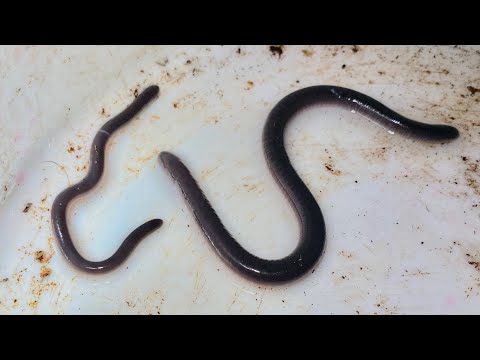 Looking for Caecilians in Panama