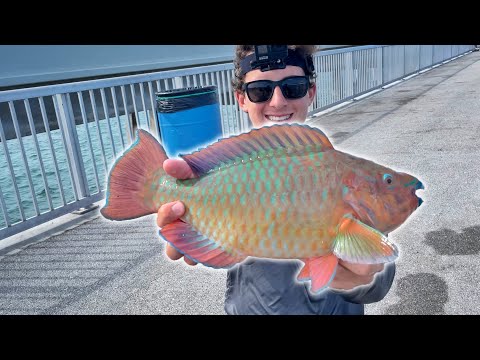 You *NEVER* Know What You'll Catch!!! Florida Keys Multi-Species Bridge Fishing!