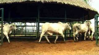 preview picture of video 'Lote 8 Machos comerciales para ceba de 375 kg 17 animales en Nuevo Cordoba remate abril 26'