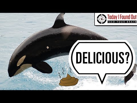 Why Do People Eat Whale Poop?
