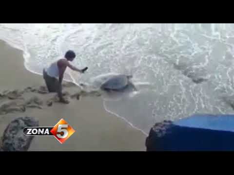 Atascada encuentran una Tortuga en Guibia en medio de un basurero