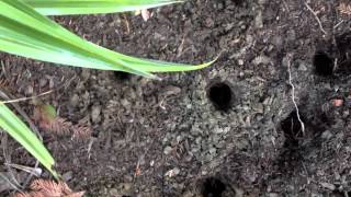 Amending Hard Clay Soil and Improving Drainage in Already Planted Beds