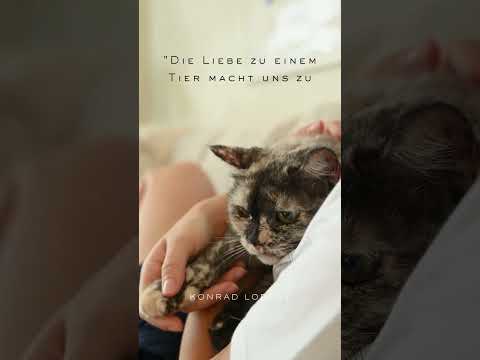 "Die Liebe zu einem Tier..." - Konrad Lorenz #zitaversium #zitate #mindset #cat #dog