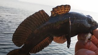 Приманка для бычка на черном море