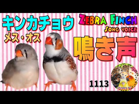 キンカチョウは誰の鳴き声を聞く