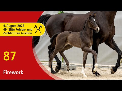 49th Verden Elite Foal -OnLive-Auction- Aug. 4th, No. 87 Firework by Fanegro - Vivaldi