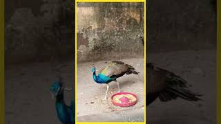 Download lagu Shy peacock ✨🌿 #lifeisbutadream #birds #bird #प्रकृतिlove #nature #birdspecies #parrot mp3 Download lagu Shy peacock ✨🌿 #lifeisbutadream #birds #bird #प्रकृतिlove #nature #birdspecies #parrot mp3