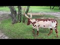 Kilimanjaro Safaris At Disney S Animal Kingdom