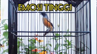 Download lagu Cendet Stres Pun Akan Nyaut Apalagi Masteran Cendet Pasti Bakal Tarung Isian Kasar mp3