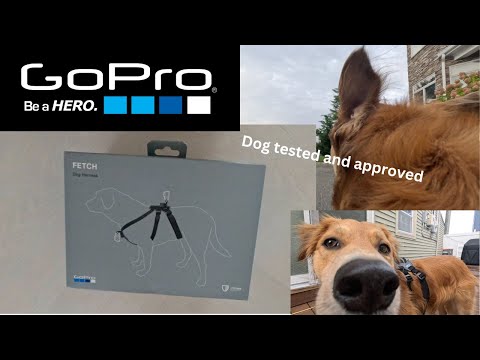 GoPro Fetch Dog Harness Unboxing and Review