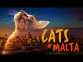 Cats Of Malta Heartwarming Journey Into A Feline Paradise Full Movie
