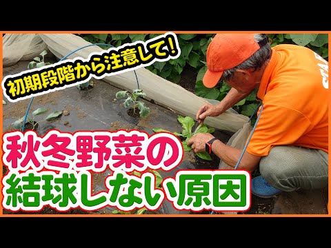 , title : '絶対マスターしたい家庭菜園の秋冬野菜が結球しない原因の回避方法！栽培の生育初期が重要ポイント！９月植えの秋冬野菜・キャベツ・白菜を成功させる秘策を徹底解説！【農園ライフ】'