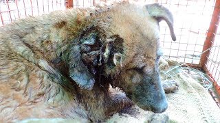 Dog almost killed by flies recovers