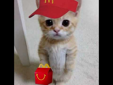 Cute  Baby Cats - Cute and Funny Cat videos Compilation part 22 @Babycat