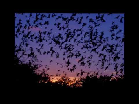 Wyklad 18 Metalinguistic negation