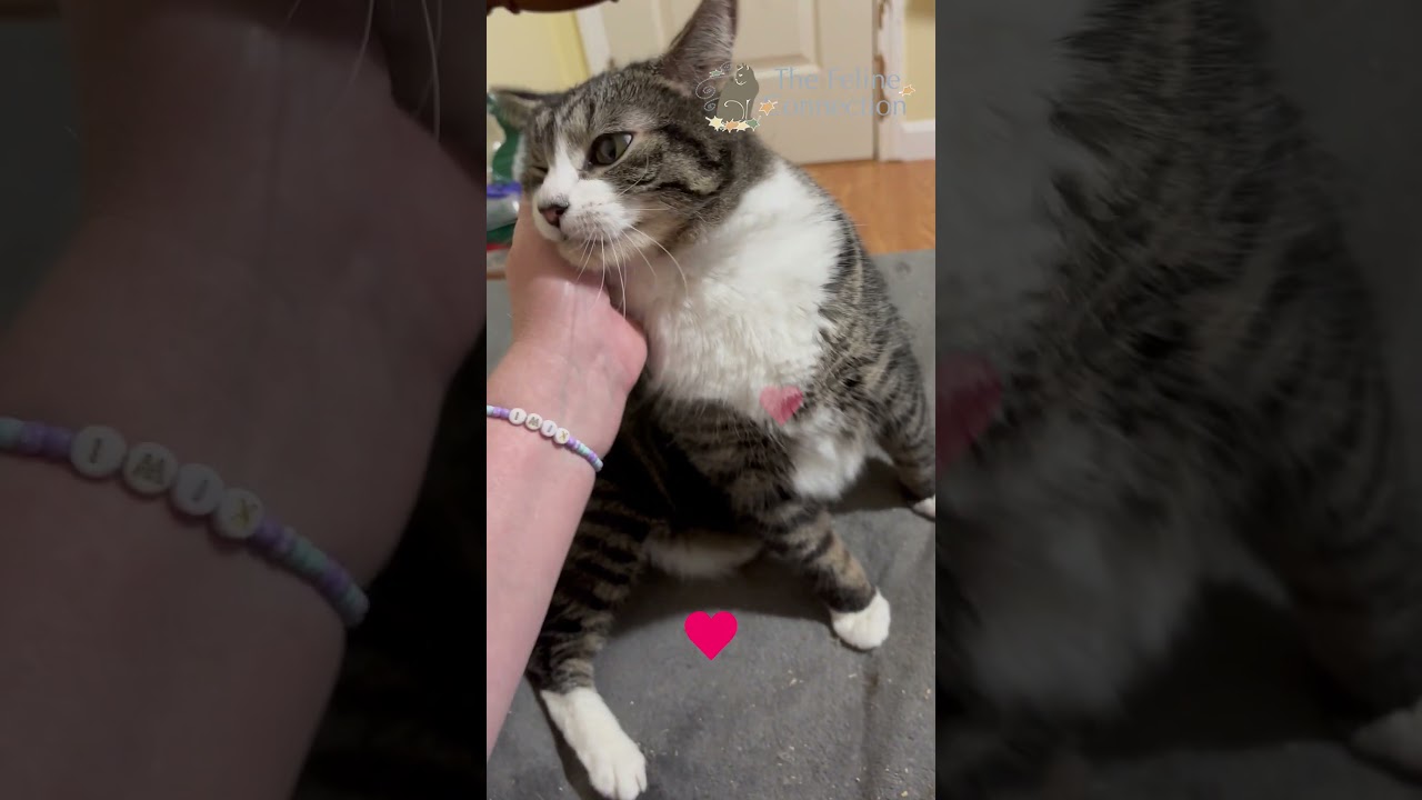 Enlarge Bowie, a Adoptable Domestic Short Hair in Fair Haven, VT video 6/6