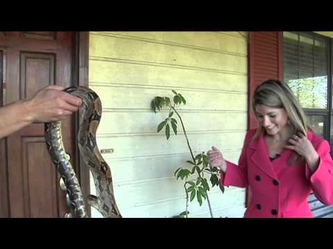 Vomiting snake interrupts TV reporter
