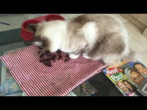 Sweety hat für sich Kudu Trockenfleisch entdeckt (ungewürzt) 🥰 #Katze #cat #namibia