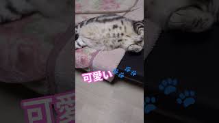 #ねこ#cat#うちの猫