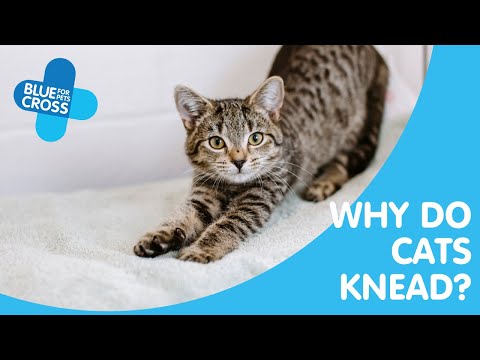 Why Do Cats Knead? | Blue Cross Pet Advice