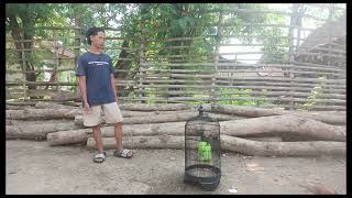 Download lagu Cara menjinakkan burung Rengganis bahan/cucak Wilis cukup 1minggu  mp3