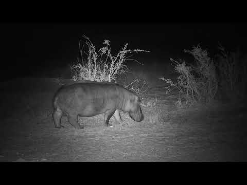 Djuma: Two Hippos getting ready to leave the pan - 04:52 -  09/10/19