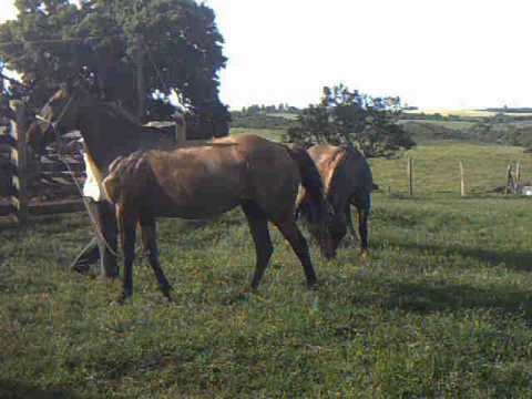 Cruzamento da minha égua Gateada
