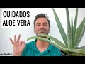 Aloe Vera Care In The Garden Or Pot Location Irrigation Manure Uses