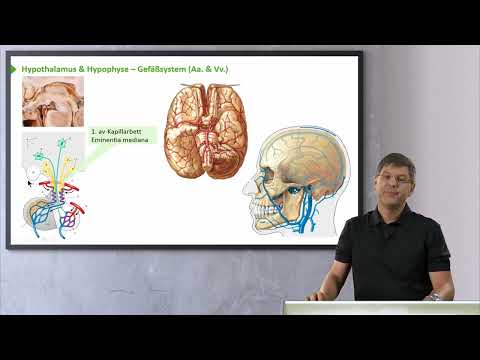 Endokrine Organe: Hypophyse