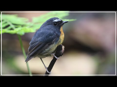 muchárik zemný (Ficedula hyperythra) — biotop a pohyb