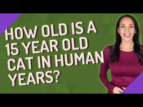 How old is a 15 year old cat in human years?