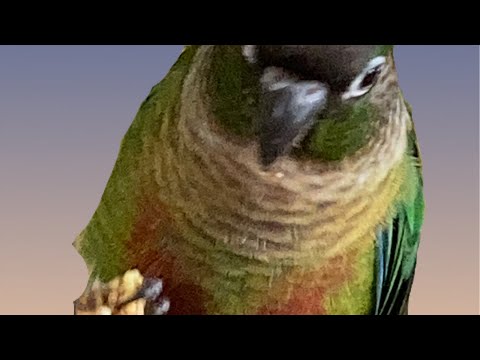 Dexter the fastest water in the Wild West!