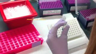 Setting up PCR Reactions