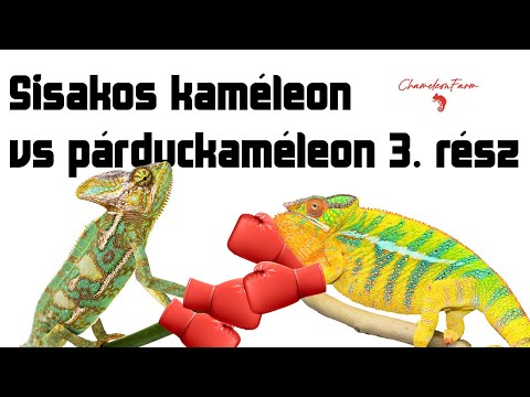ChameleonFarm - Sisakos kaméleon vs párduckaméleon 3. rész