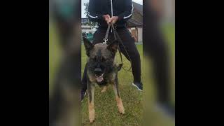 Czech DDR German Shepherd Bitch Bitework