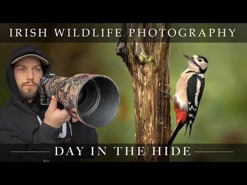 *WOW* - Irish Wildlife Photography Hide !