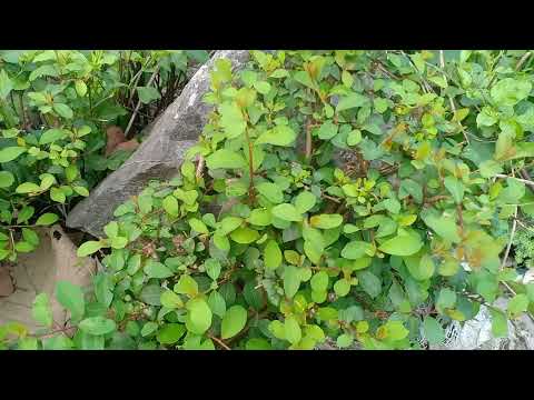 tus tsuaj  zoo ua qoob zwm hauv lub cev