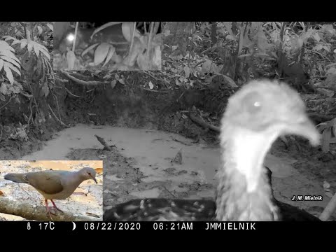 Muitos bichos no bebedouro - Parte 03 - Anta, cateto, cutia, paca, jacu e juriti - Amazon - Brazil