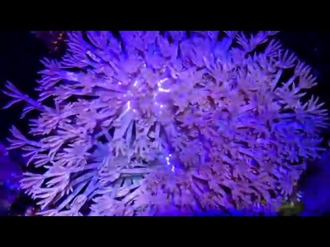 Pulsing Pom Pom Xenia Corals