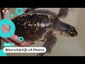 Zeldzame zeeschildpad spoelt aan in Zeeland
